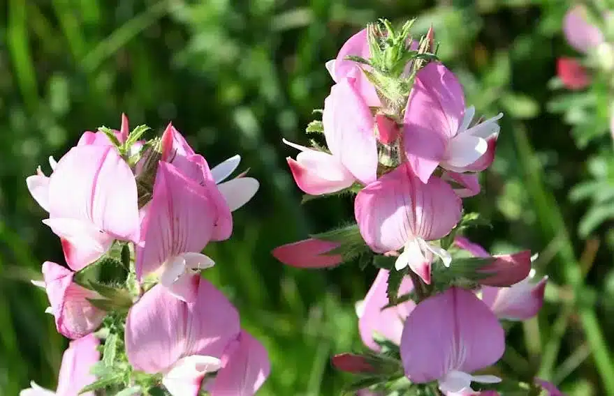 Dornige Hauhechel mit rosa Blüten