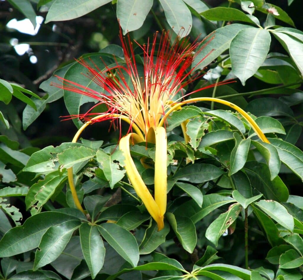 Pachira aquatica mit charakteristischen glänzenden Blättern und gebogenem Stamm
