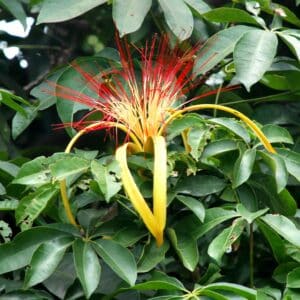 Geöffnete Blüte der Pachira aquatica mit langen roten Staubfäden und gelblich eingerollten Kronblättern