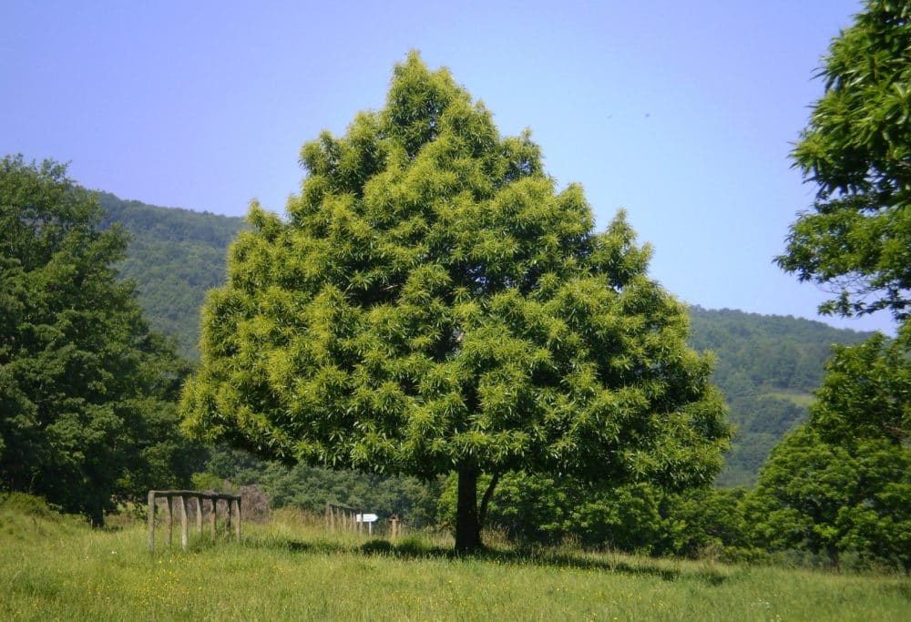 Kastanienbaum mit essbaren Früchten und grünen Blättern