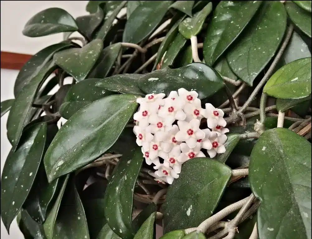 hoya carnosa