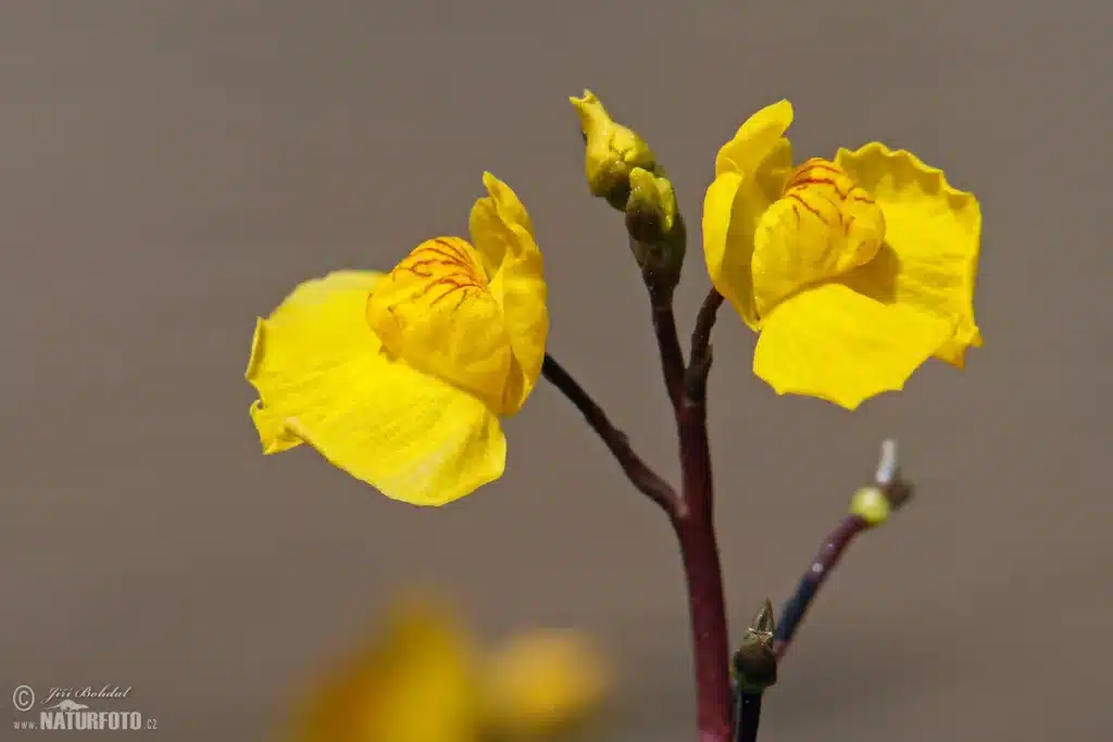 Wasserschlauch mit feinen Bläschen im Blumentopf