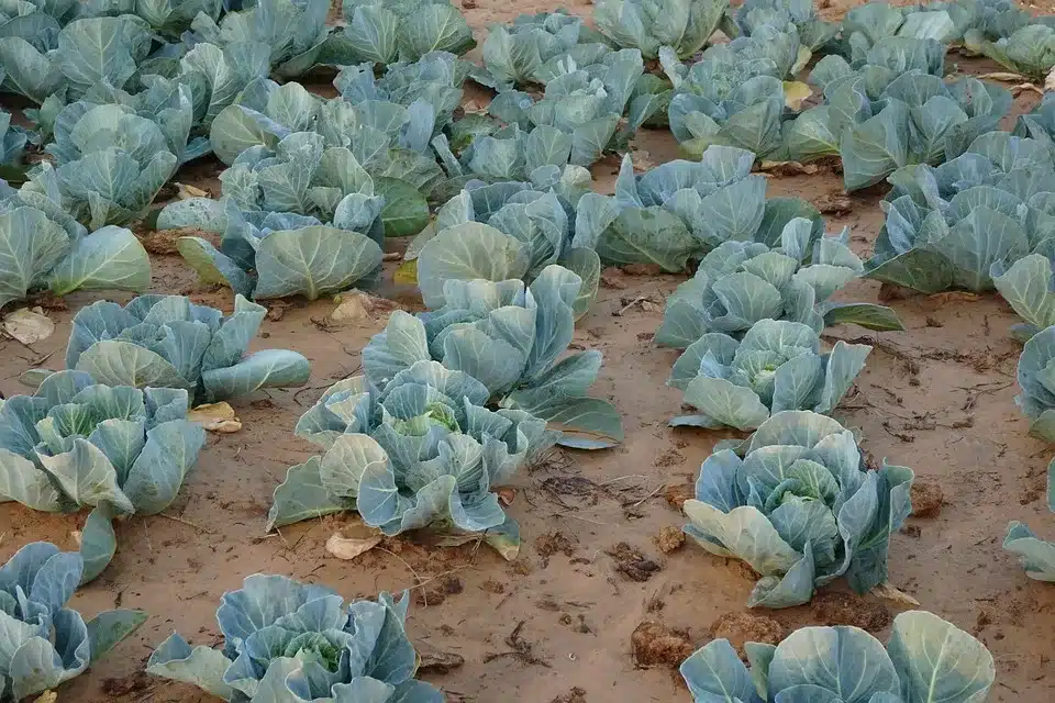 Kopf des grünen Kohlrabis mit festen Blättern in natürlicher Umgebung