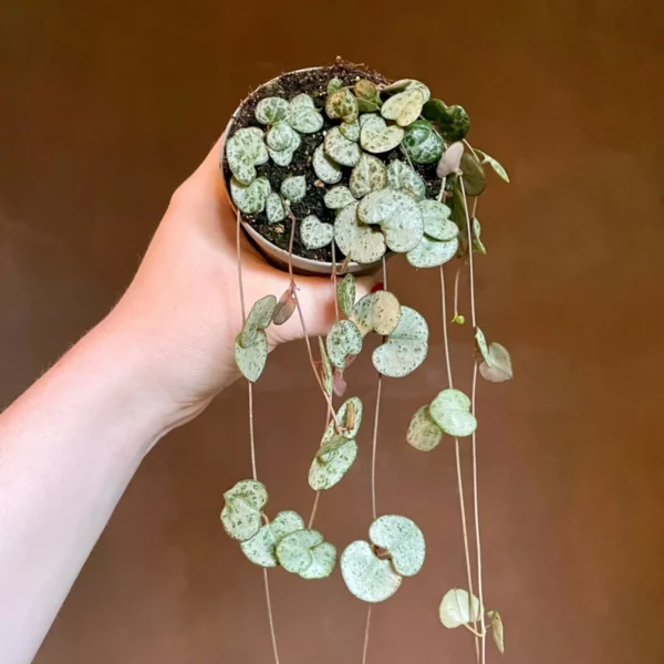 Leuchterblume (Ceropegia woodii) im kleinen Topf mit hängenden Trieben und kleinen herzförmigen Blättern