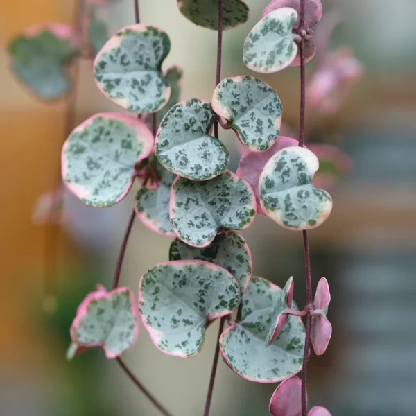 Detail der marmorierten herzförmigen Blätter der Leuchterblume Ceropegia woodii Variegata mit rosa Rand