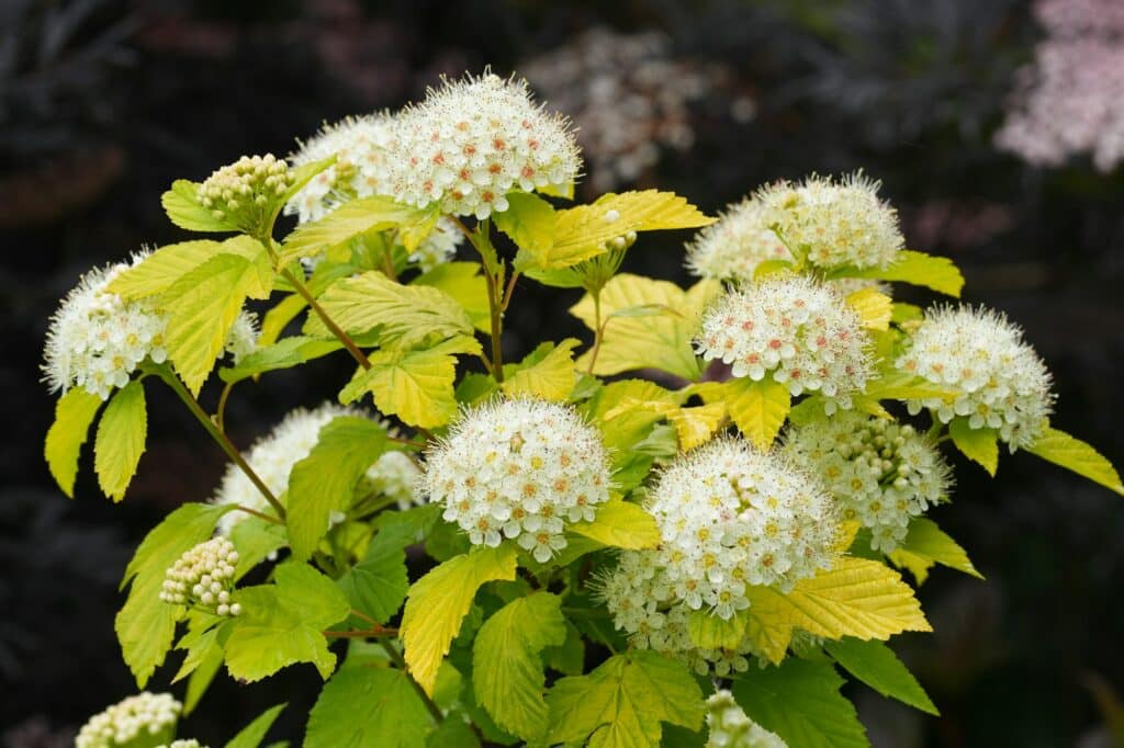 Weiße Blüten des amerikanischen Blasenspierstrauchs im Garten aus der Nähe
