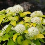 Weiße Blütendolden der Blasenspiere im Garten, Nahaufnahme