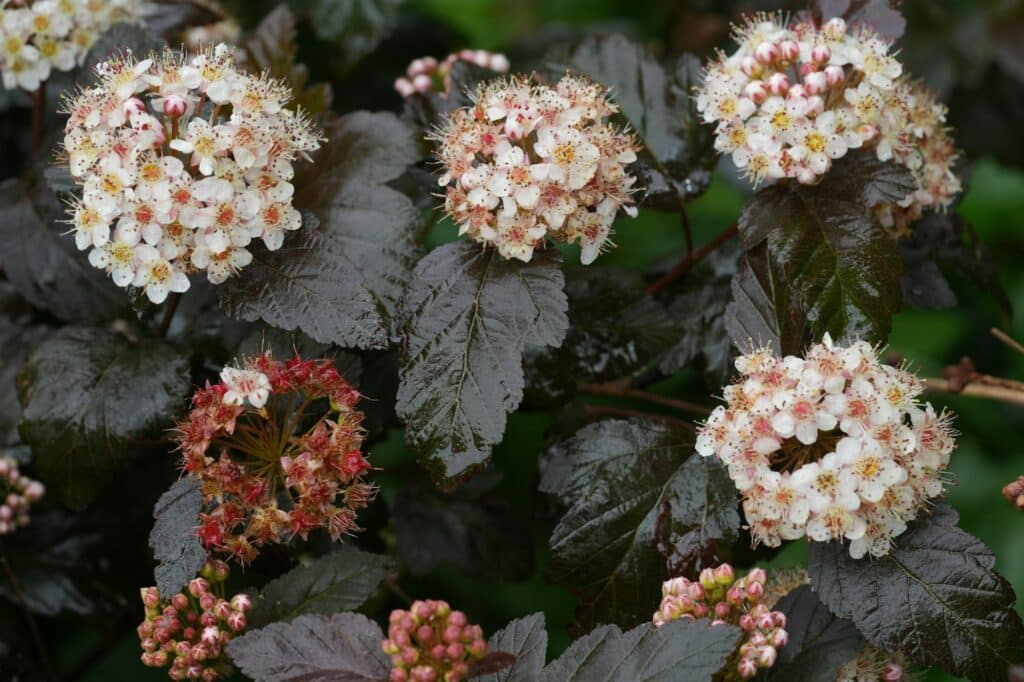 Weiße Blüten der nordamerikanischen Blasenspiere im Garten, Detailaufnahme