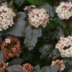Blasenspiere in voller Blüte – halbkugelige weiße Doldenrispen