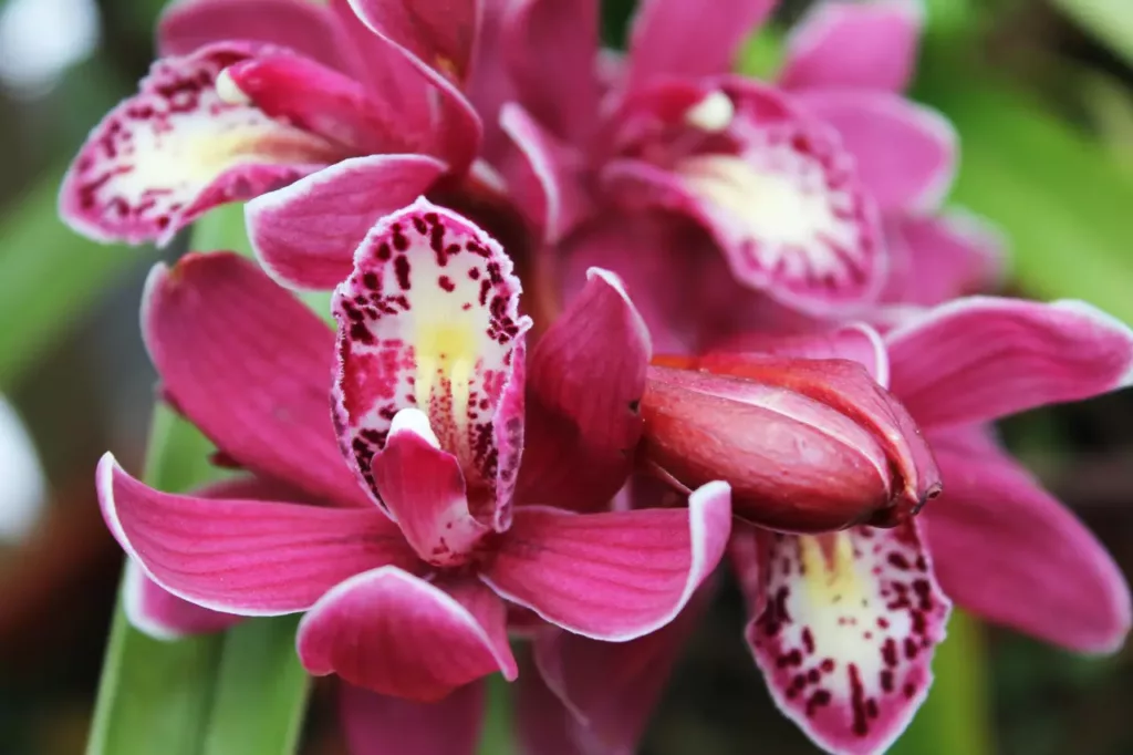 Kahnblume