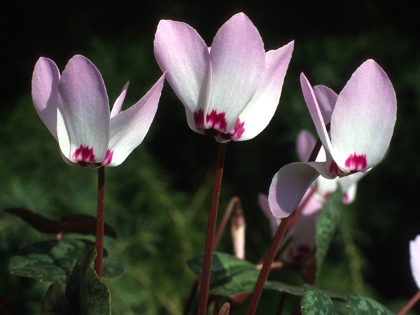 Alpenveilchen Cyclamen libanoticum mit rosa Blüten