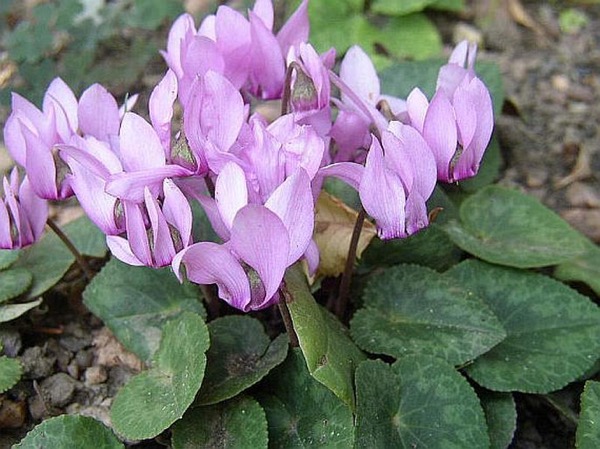 Europäisches Alpenveilchen (Cyclamen purpurascens) mit silbrig marmorierten Blättern