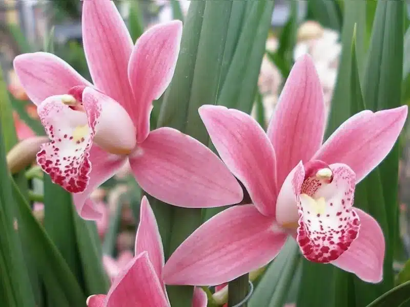 Cymbidium-Orchidee mit weißen Blüten und gelbem Zentrum