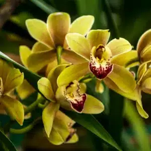 Orchidee Cymbidium mit weißen und rosafarbenen Blüten