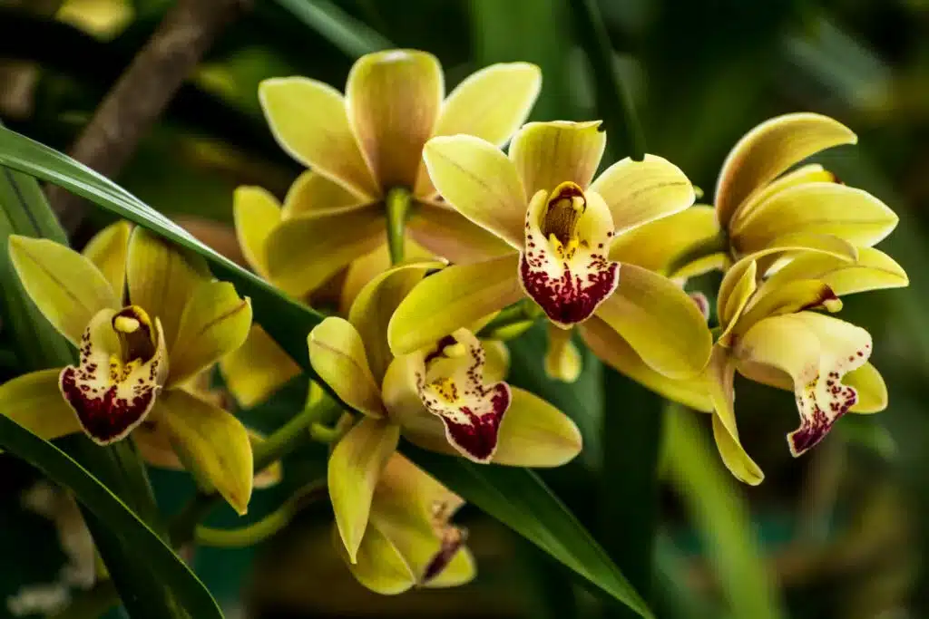 Orchidee Cymbidium mit weißen und rosafarbenen Blüten