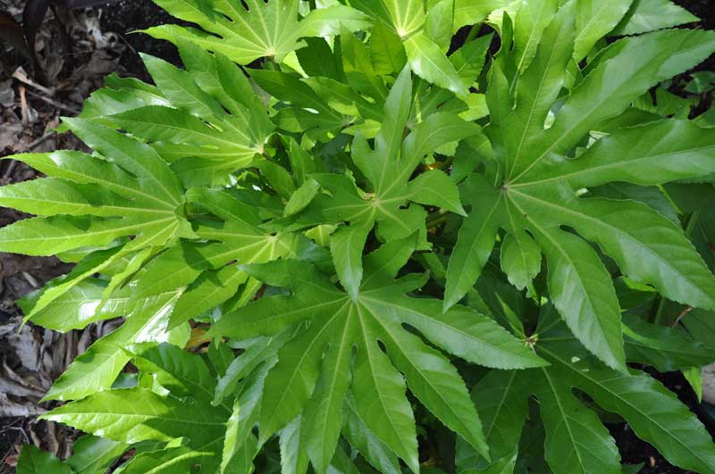 Japanische Fatsia mit großen glänzenden Blättern im Blumentopf