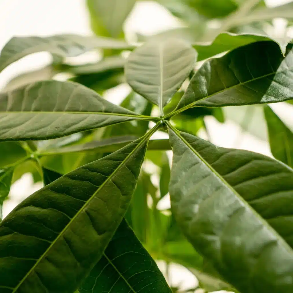 Pachira in Kokedama-Stilisierung, Mooskugel mit Wurzeln und jungen Blättern