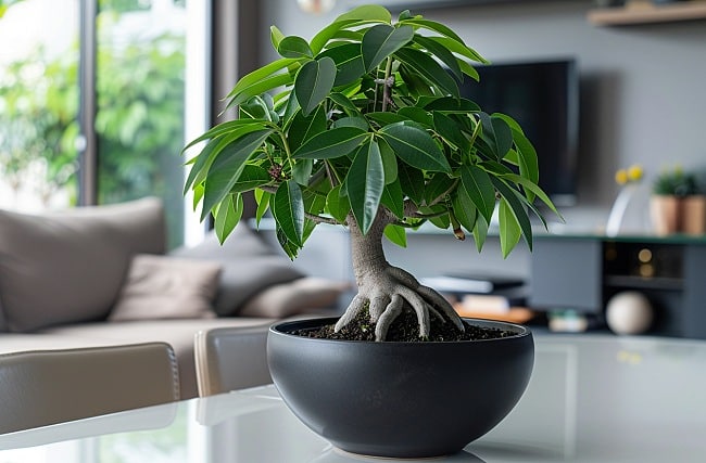 Pachira Bonsai mit dünnen Ästen und grünen Blättern