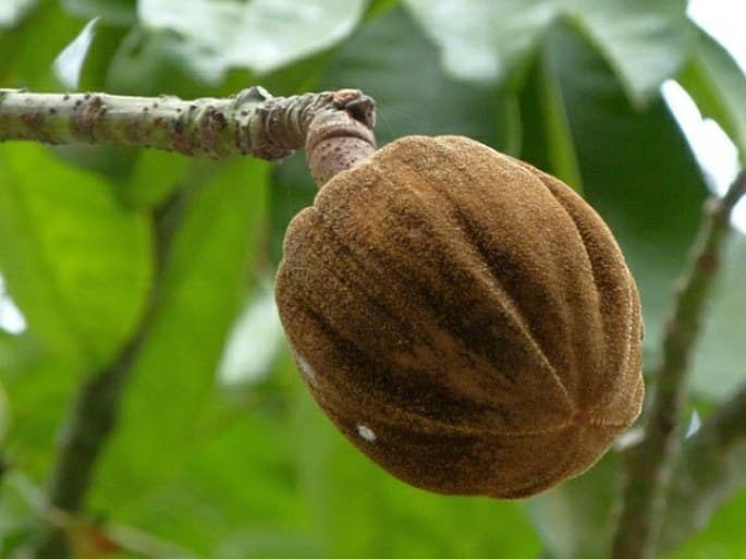 Pachira aquatica mit charakteristischen Flechtungen am Stamm