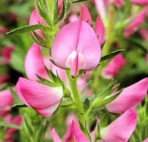 Dornige Hauhechel (Ononis spinosa) mit rosa Schmetterlingsblüten