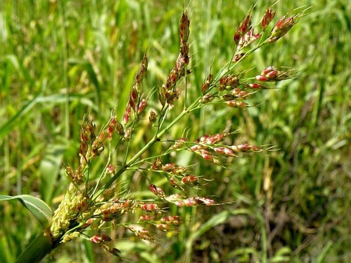 Zuckerhirse (Sorghum bicolor)​