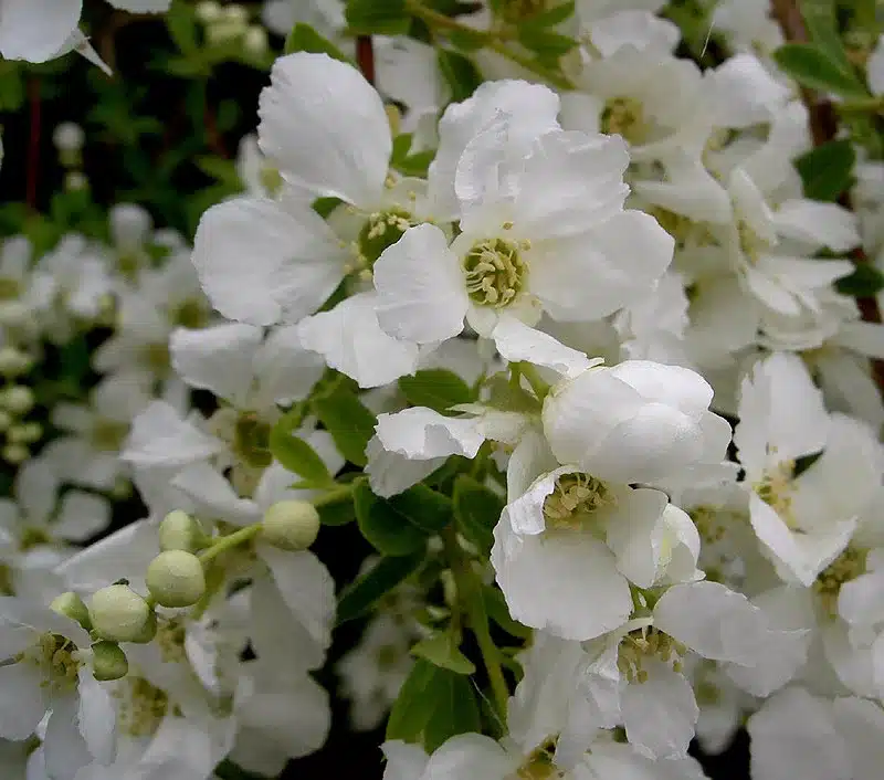 Weiße Blüten des Perlstrauchs an Ästen mit grünen Blättern