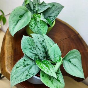 Zwei Scindapsus pictus Silvery Anne mit fast ganz silbrigen Blättern und grünen Adern in Töpfen auf einem Holzhocker