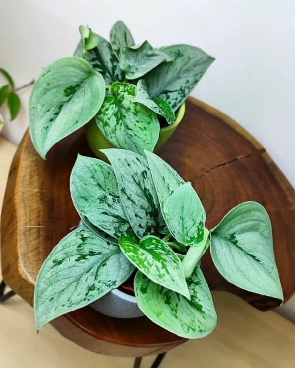 Scindapsus pictus Silvery Anne mit silbrigen Flecken auf herzförmigen Blättern