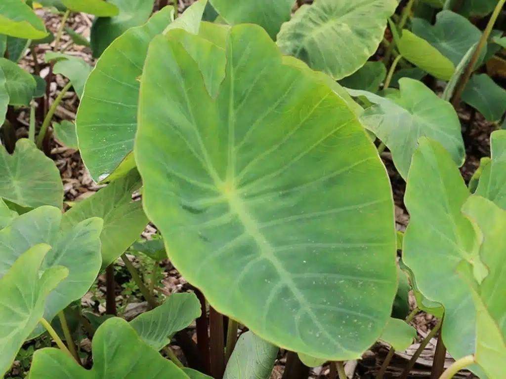 Kolokasie (Taro) mit grünen Blättern und Stängel