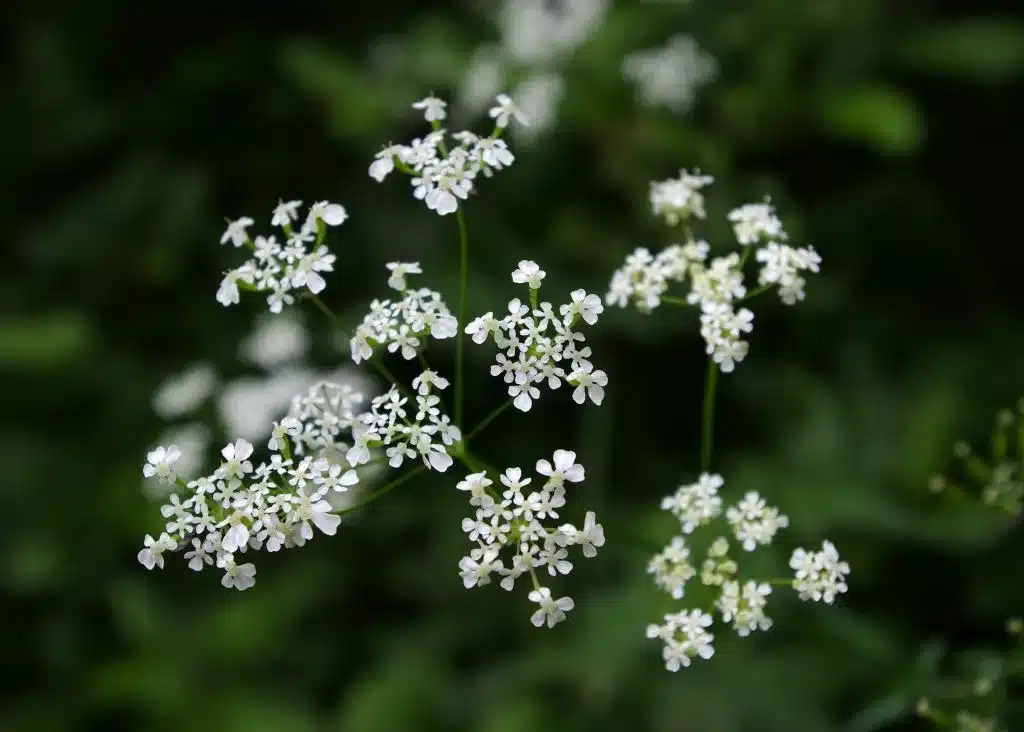 Süßdolde mit zarten weißen Blüten und grünen Blättern