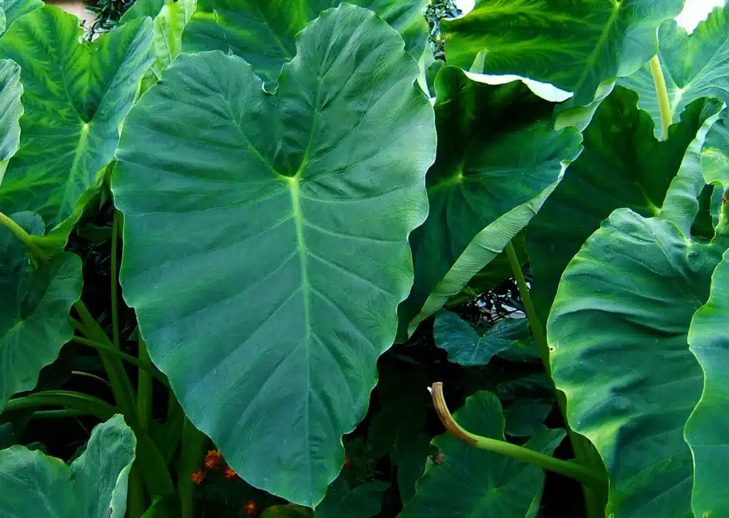 Kolokasie (Taro)