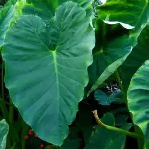 Bestand essbarer Kolokasie (Taro) mit großen dunkelgrünen herzförmigen Blättern