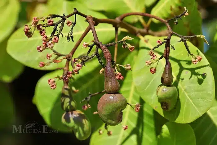 Westlicher Nierenbaum mit nierenförmigen Blättern und gelben Blüten