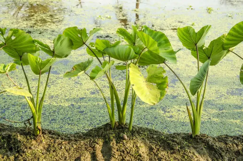 Kolokasie essbar mit großen grünen Blättern im Blumentopf