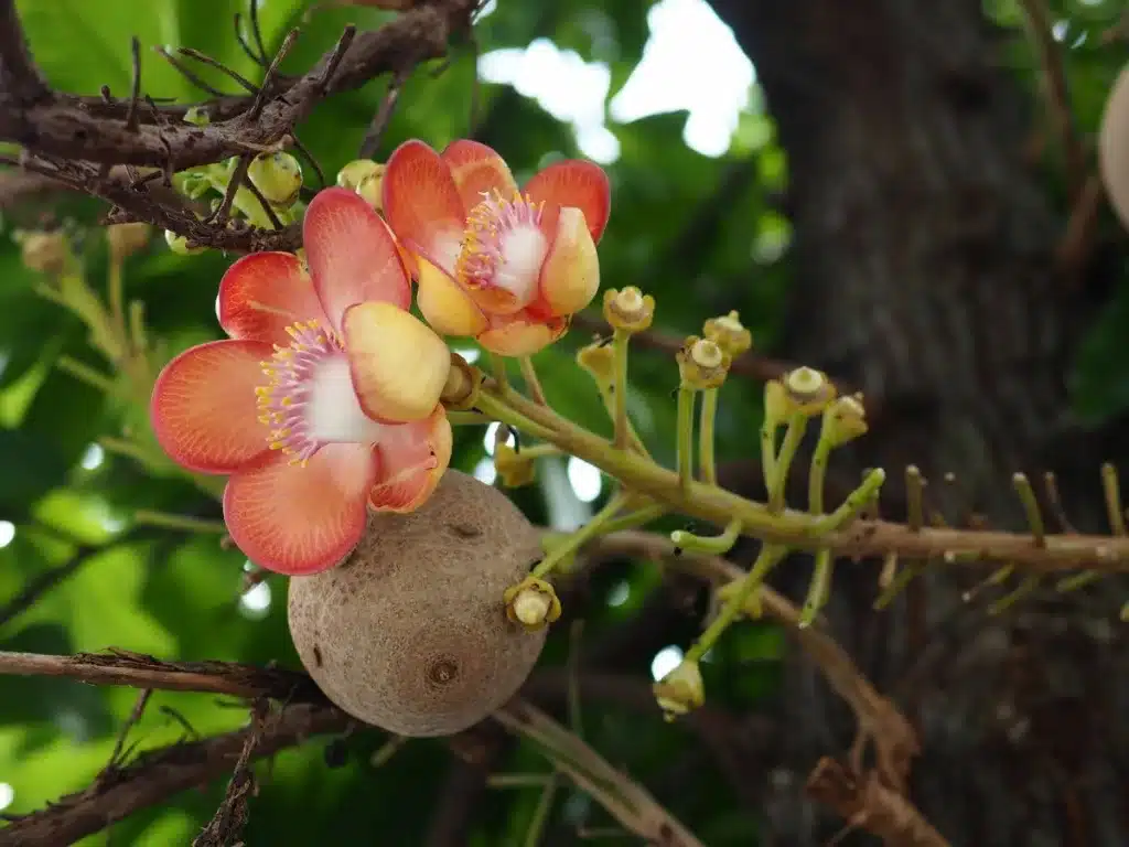 Juvie ztepilá mit kleinen rosa Blüten