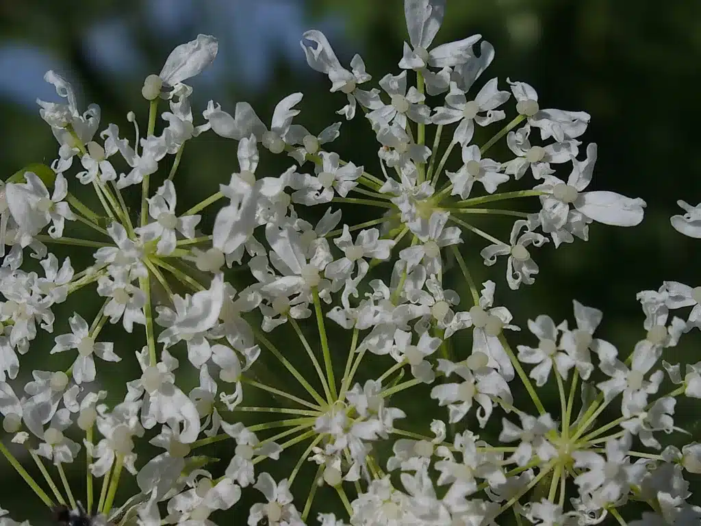 Süßdolde mit kleinen weißen Blüten