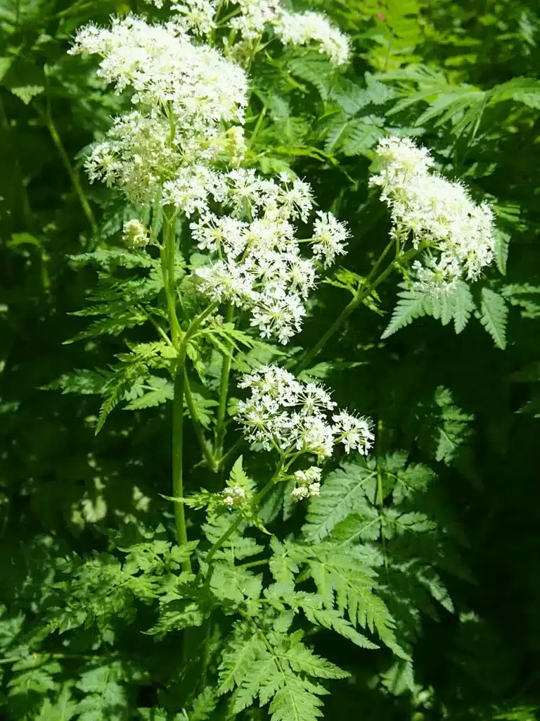 Süßdolde mit zarten weißen Blüten und schmalen Blättern