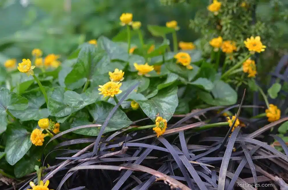 Frühlings-Scharbockskraut Collarette mit gelben Blüten und dunklen Blütenblättern