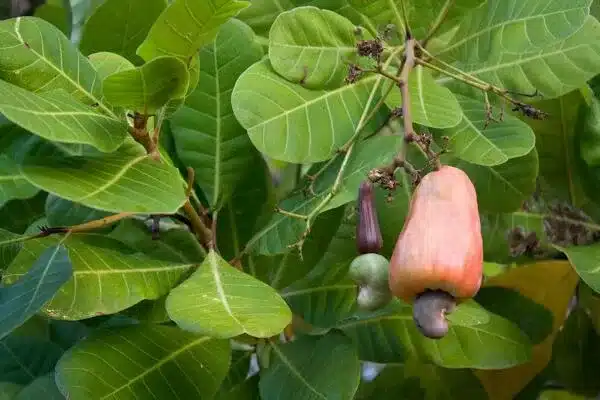 Cashewbaum