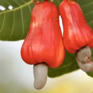 Zwei rote Cashewäpfel mit den typischen graubraunen, nierenförmigen Nussfrüchten, die außen daran hängen