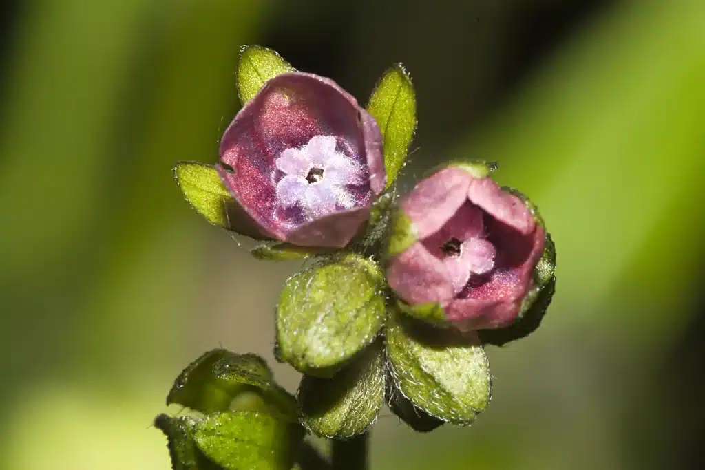 Echte Hundszunge mit kleinen blauen Blüten am Stängel