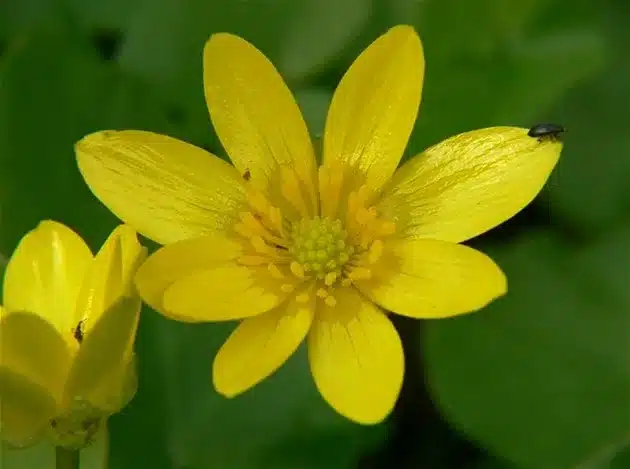Scharbockskraut mit grünen Blättern und Blüten im Frühling
