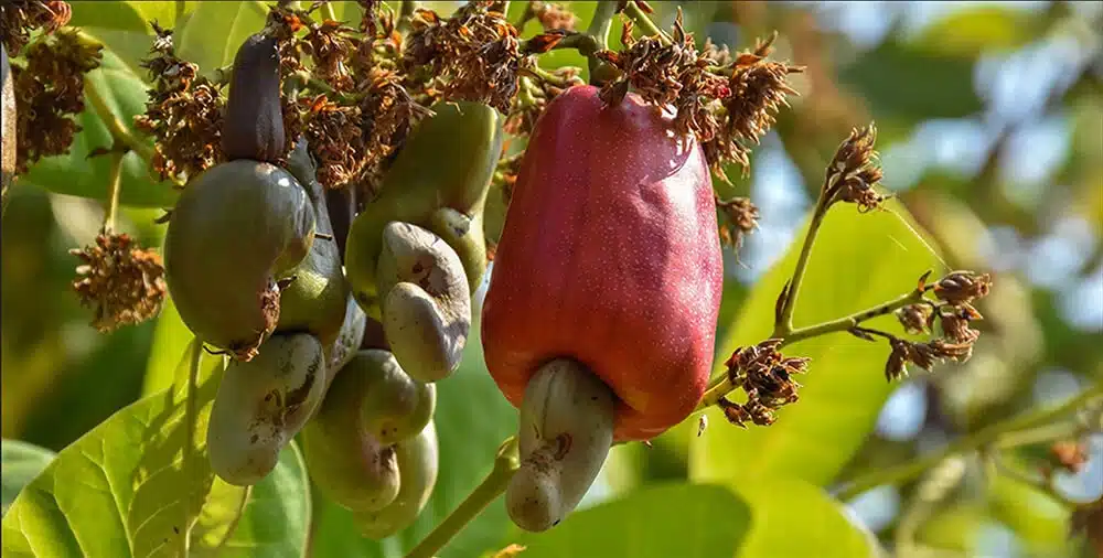 Cashew-Apfel mit charakteristischer nierenförmiger Form und gelber Färbung