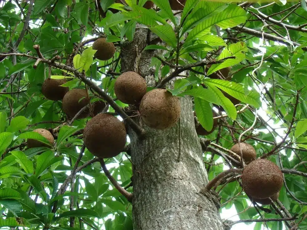 Paranüsse mit charakteristischer gerippter Schale