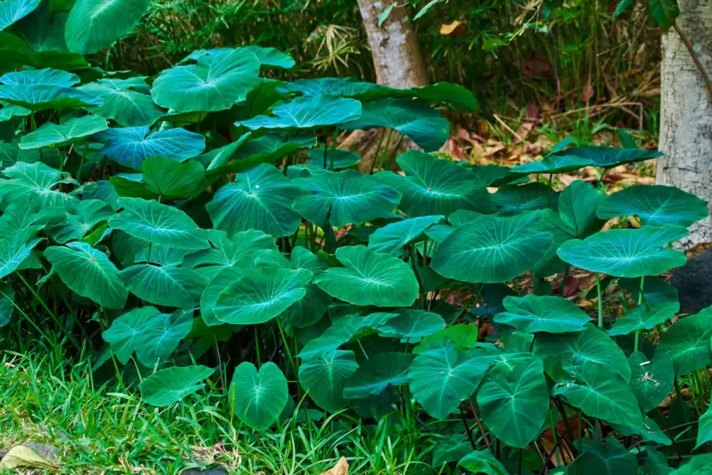 Blätter der essbaren Taro-Pflanze mit gelben Adern und dunkelgrüner Farbe