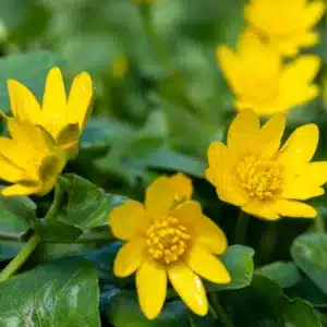 Scharbockskraut — gelbe Blüten in Nahaufnahme über glänzenden herzförmigen Blättern