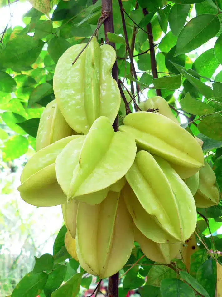 Karambola, sternförmige tropische Frucht mit gelblicher Farbe