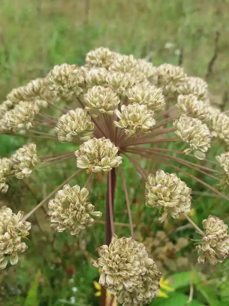 Engelwurz mit charakteristischen grünlichen Blüten