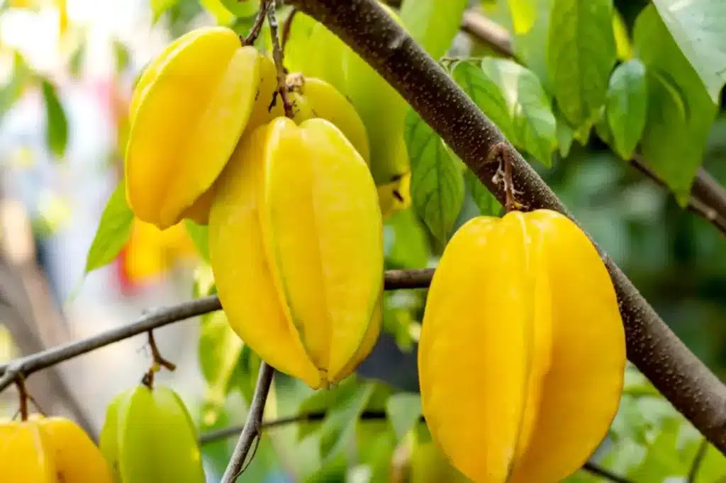 Karambola mit gelb gefärbter sternförmiger Frucht am Baum