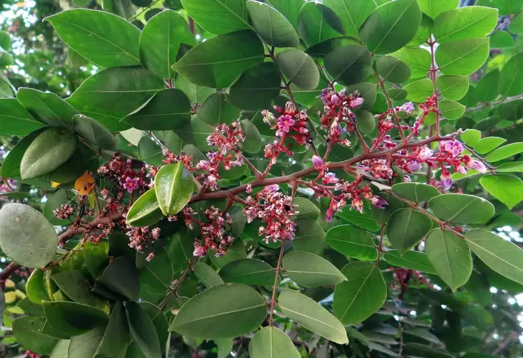 Karambola mit den typischen fünf Kanten am Baum